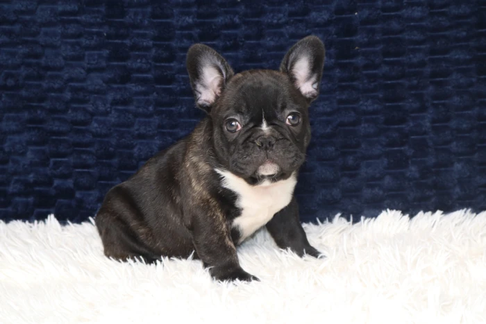 french bulldog puppy