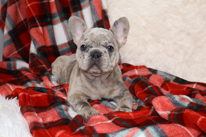 french bulldog puppy