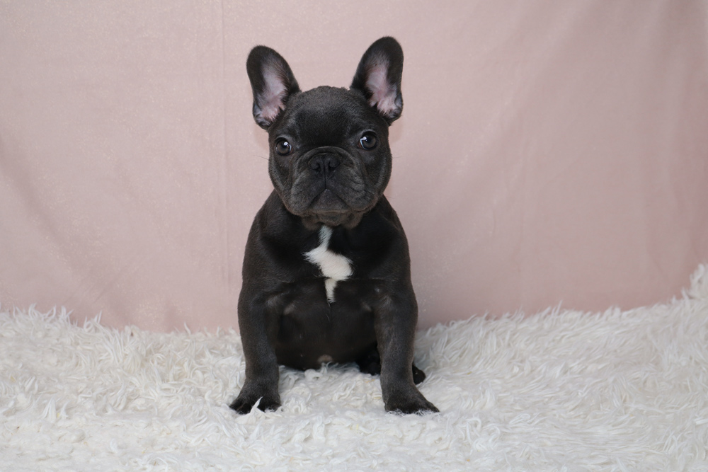 Black French Bulldog puppy with a white chest sits on a fluffy white rug against a pink backdrop.