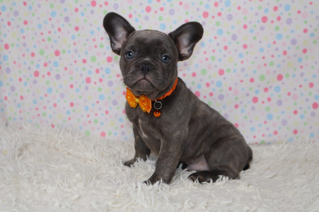 Grey French Bulldog puppy wearing an orange bow tie sits on a fluffy white rug with a pastel polka-dot backdrop.