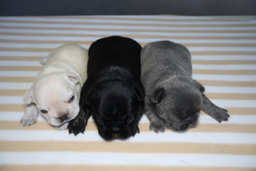 Three newborn puppies—white, black, and gray—sleeping side by side on a striped beige and white blanket.