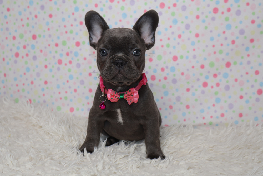 Gray French bulldog puppy in a pink bow and collar with bell, sitting on a white fluffy rug against a colorful polka-dot backdrop.