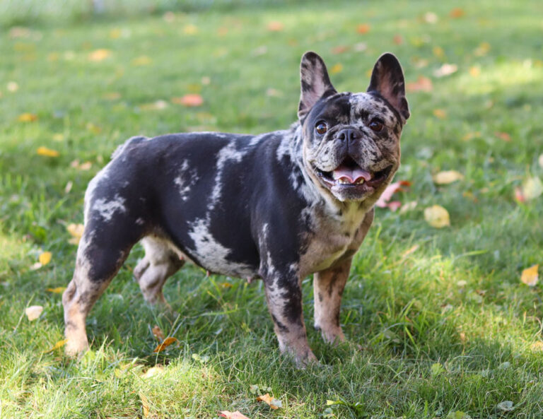 Brindle and white French bulldog standing on green grass with fallen leaves, facing the camera and smiling.