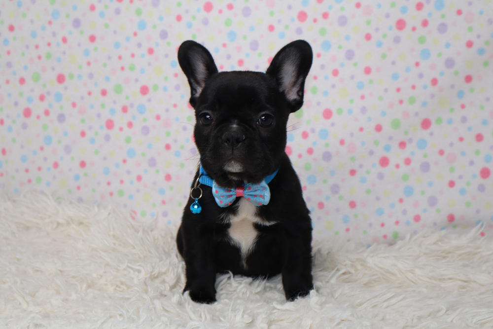 Black French Bulldog puppy with a blue bow tie, sitting on a white fluffy rug against a colorful polka-dot backdrop.