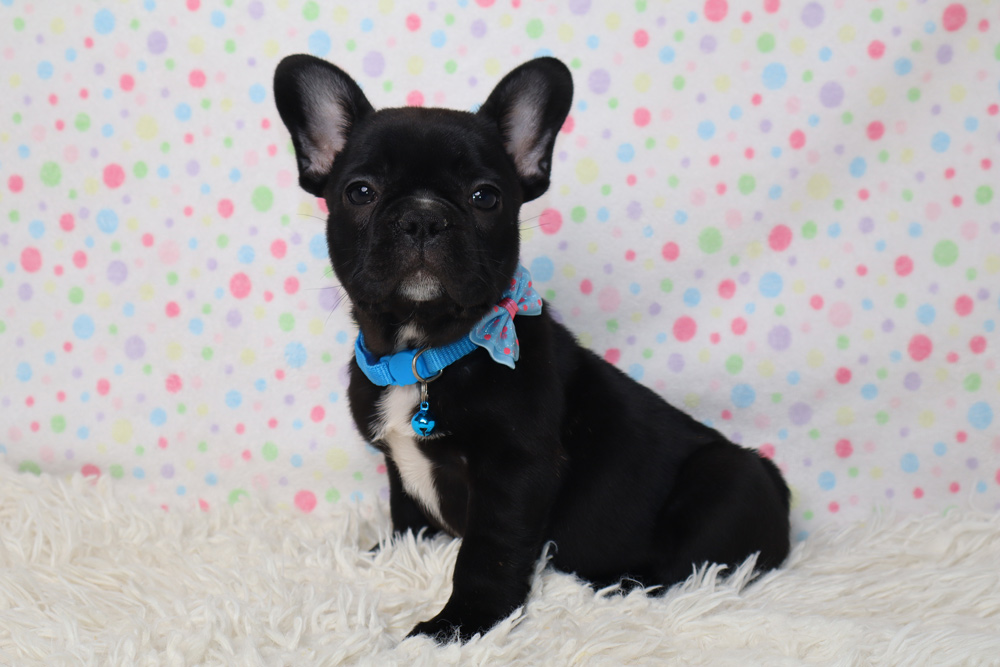 Black French bulldog puppy wearing a blue collar and bow sits on a white fluffy rug with a pastel polka-dot background.