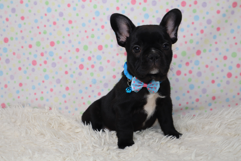 French bulldog puppy wearing a blue bow tie, sitting on a fluffy white rug with a pastel polka-dot backdrop.