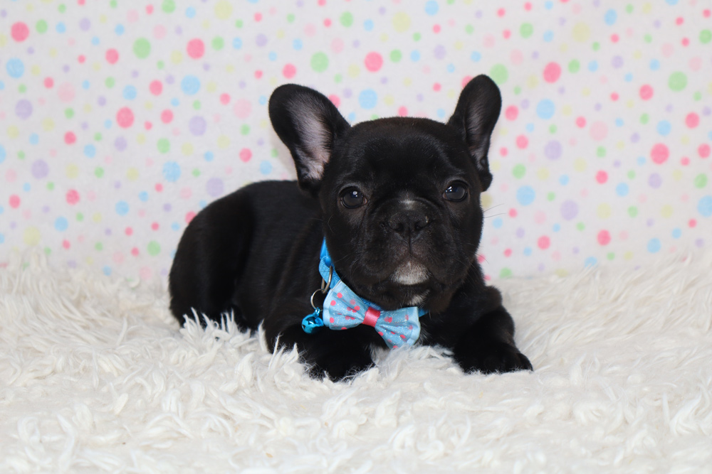 Black French bulldog puppy wearing a blue bow tie, lying on a fluffy white rug with a pastel polka-dot backdrop.
