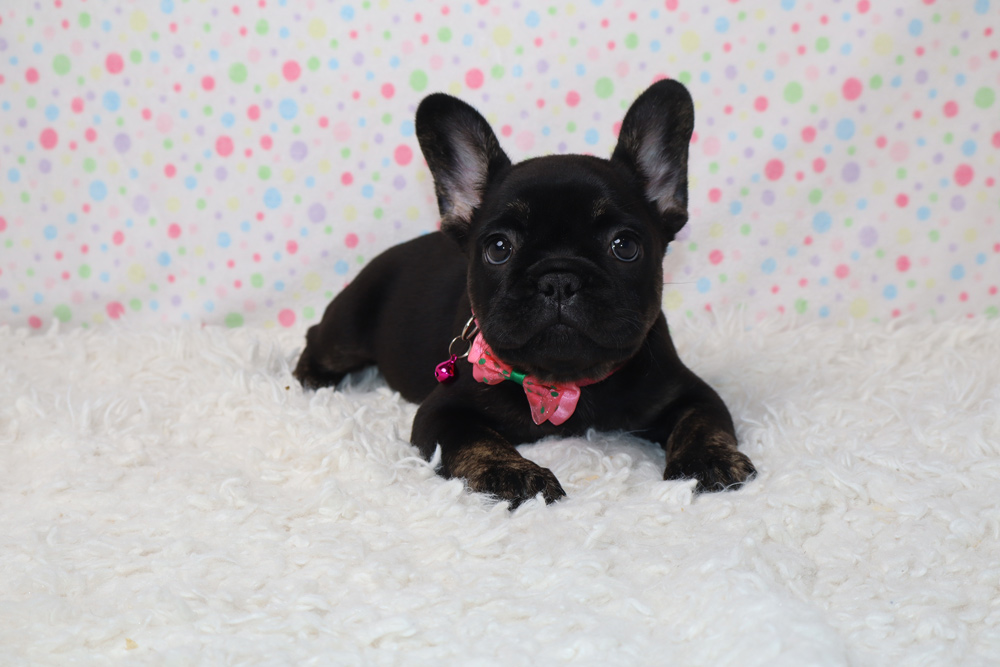 Black French Bulldog puppy with a pink bow resting on a white fluffy rug against a pastel polka dot backdrop.