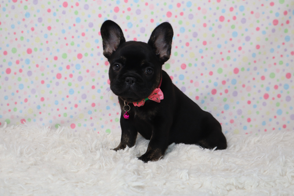 Black French Bulldog puppy wearing a pink bow tie, sitting on a white fluffy rug with a pastel polka-dot backdrop.