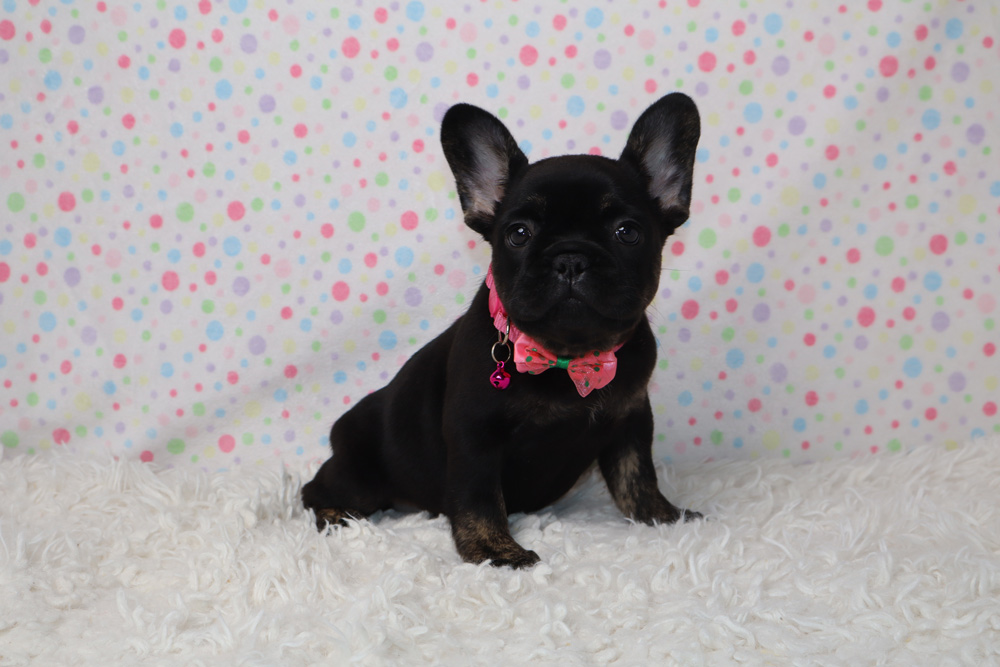 Black Frenchie puppy with a pink bow sits on a white fluffy rug against a pastel polka‑dot backdrop.