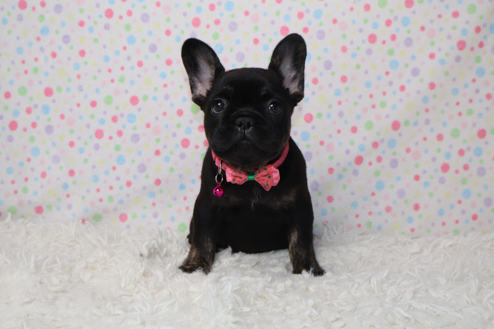 Black French bulldog puppy sitting on a white fluffy rug, wearing a pink bow tie with a bell, in front of pastel polka dots.