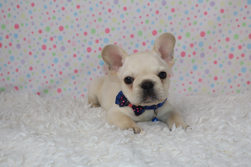 Cream French bulldog puppy lying on a fluffy white rug, wearing a blue and pink bow, in front of a pastel polka-dot backdrop.