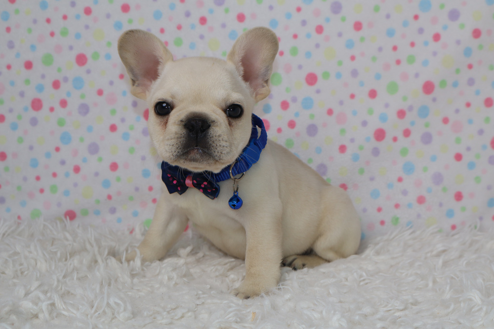 Cream French Bulldog puppy wearing a blue collar and pink-dotted bow sits on a white fluffy rug with a pastel dot backdrop.