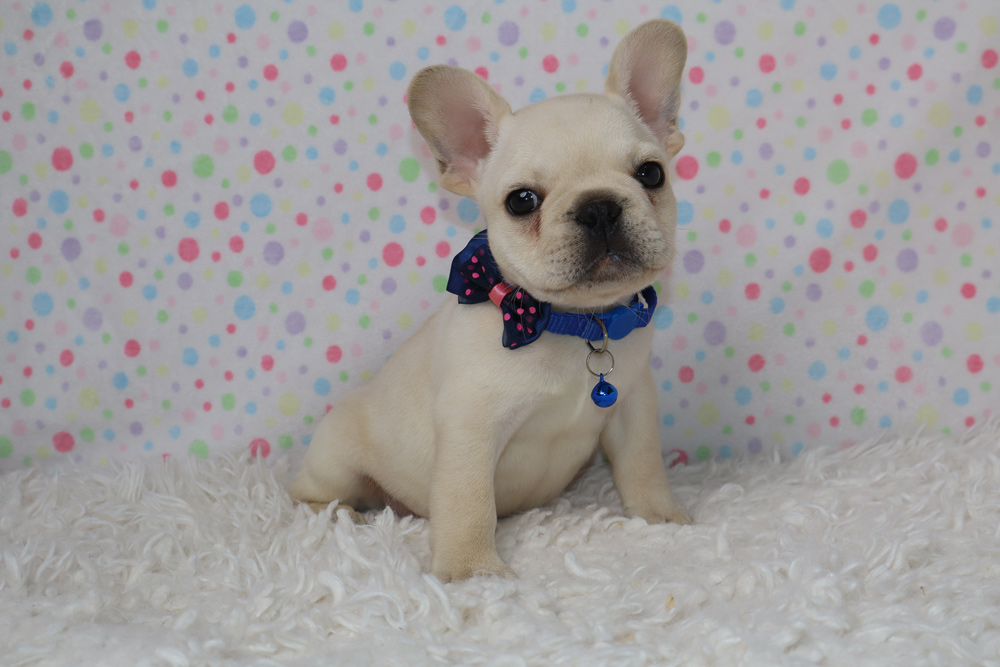 Cream French Bulldog puppy wearing a blue collar and pink polka-dot bow, sitting on a fluffy white rug with a pastel polka-dot backdrop.