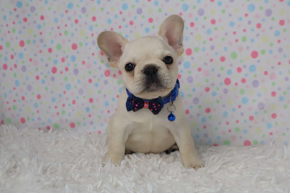 Cream French Bulldog puppy with a blue bow tie sitting on a fluffy white rug, pastel polka dot backdrop.
