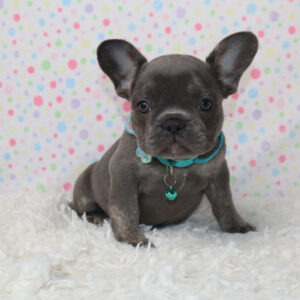 Gray French Bulldog puppy with a turquoise collar and bell sits on a white fluffy rug, pastel polka-dotted background behind.